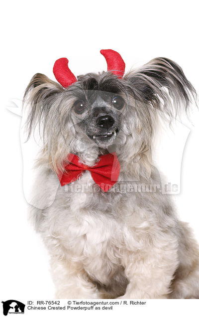 Chinese Crested Powderpuff als Teufel / Chinese Crested Powderpuff as devil / RR-76542