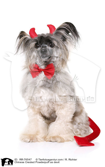 Chinese Crested Powderpuff as devil / RR-76547