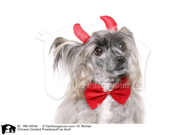 Chinese Crested Powderpuff as devil / RR-76548
