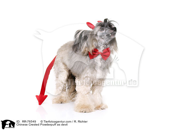 Chinese Crested Powderpuff as devil / RR-76549