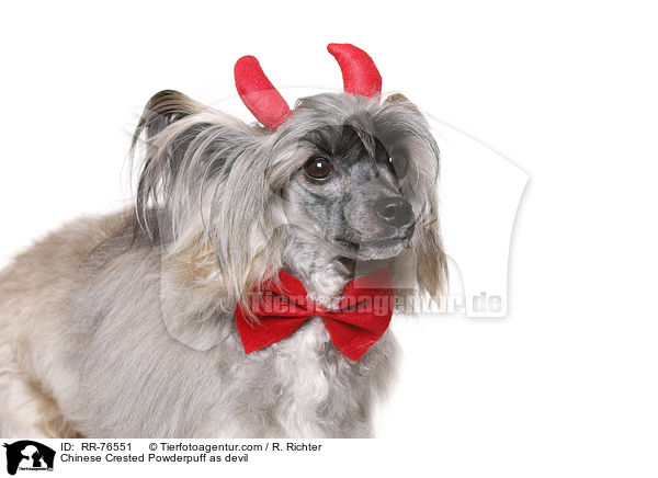 Chinese Crested Powderpuff als Teufel / Chinese Crested Powderpuff as devil / RR-76551