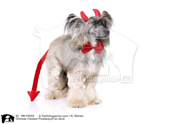 Chinese Crested Powderpuff als Teufel / Chinese Crested Powderpuff as devil / RR-76554