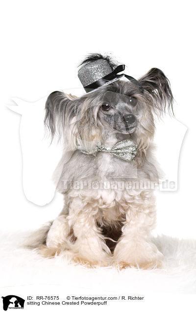 sitzender Chinese Crested Powderpuff / sitting Chinese Crested Powderpuff / RR-76575