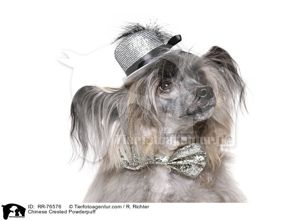 Chinese Crested Powderpuff / Chinese Crested Powderpuff / RR-76576