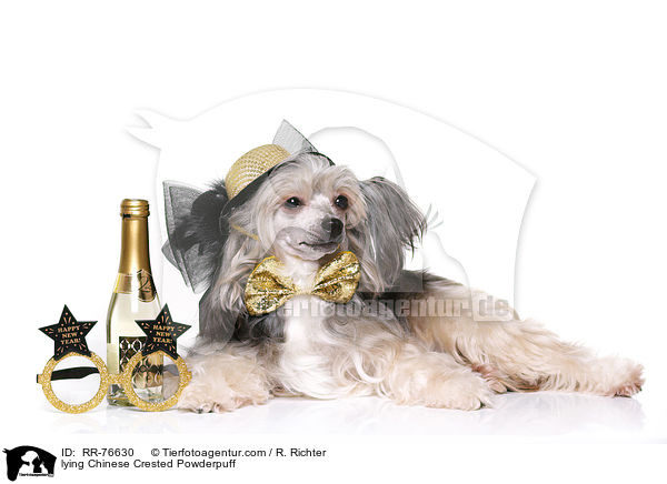 liegender Chinese Crested Powderpuff / lying Chinese Crested Powderpuff / RR-76630