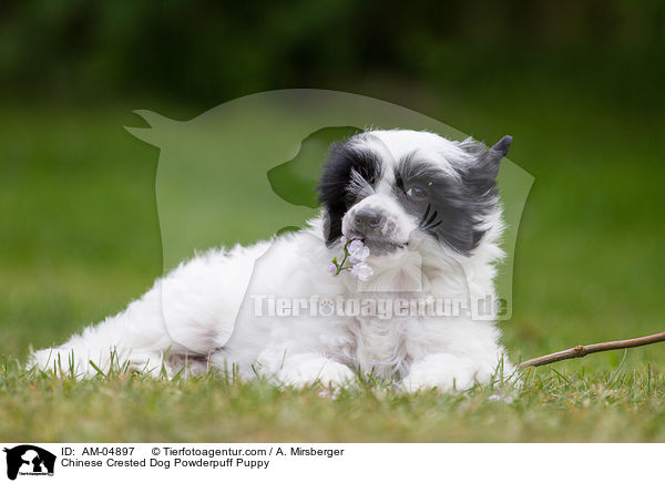 Chinese Crested Dog Powderpuff Welpe / Chinese Crested Dog Powderpuff Puppy / AM-04897