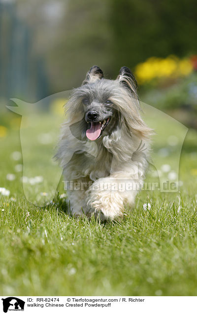 laufender Chinese Crested Powderpuff / walking Chinese Crested Powderpuff / RR-82474