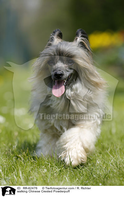 laufender Chinese Crested Powderpuff / walking Chinese Crested Powderpuff / RR-82476