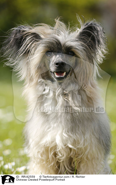 Chinese Crested Powderpuff Portrait / Chinese Crested Powderpuff Portrait / RR-82559