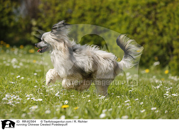 rennender Chinese Crested Powderpuff / running Chinese Crested Powderpuff / RR-82564