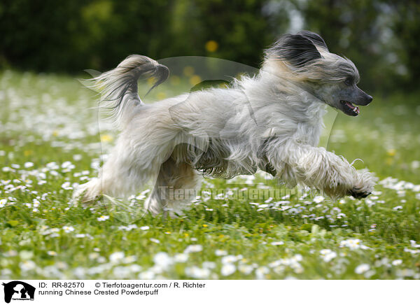rennender Chinese Crested Powderpuff / running Chinese Crested Powderpuff / RR-82570