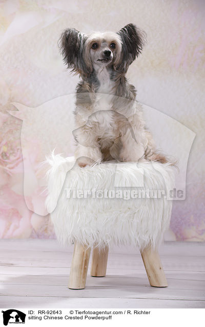 sitting Chinese Crested Powderpuff / RR-92643