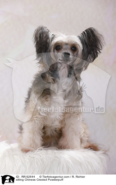 sitzender Chinese Crested Powderpuff / sitting Chinese Crested Powderpuff / RR-92644