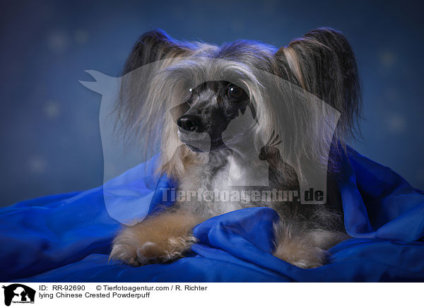 liegender Chinese Crested Powderpuff / lying Chinese Crested Powderpuff / RR-92690