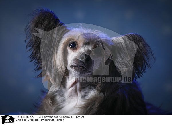 Chinese Crested Powderpuff Portrait / Chinese Crested Powderpuff Portrait / RR-92727