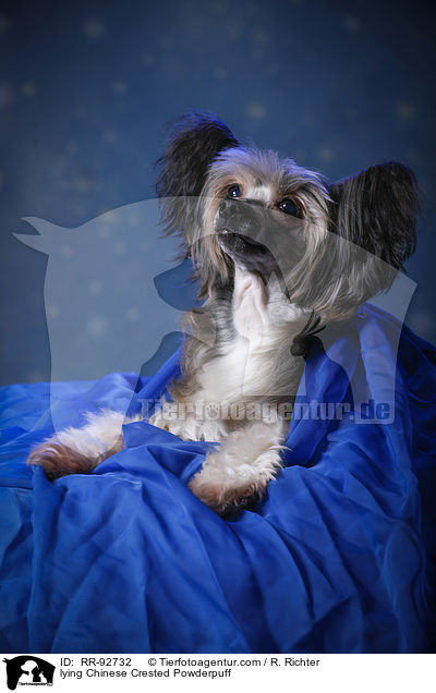 liegender Chinese Crested Powderpuff / lying Chinese Crested Powderpuff / RR-92732