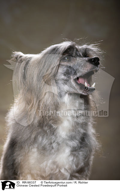 Chinesischer Schopfhund Powderpuff Portrait / Chinese Crested Powderpuff Portrait / RR-98337