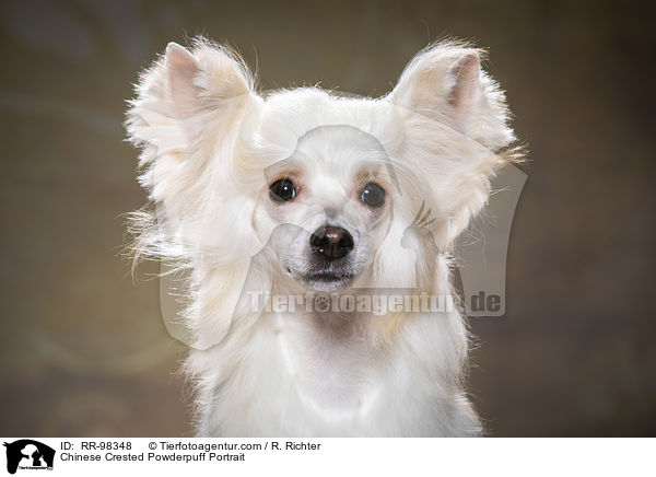 Chinese Crested Powderpuff Portrait / RR-98348