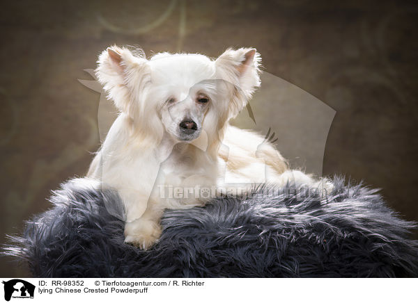 liegender Chinesischer Schopfhund Powderpuff / lying Chinese Crested Powderpuff / RR-98352
