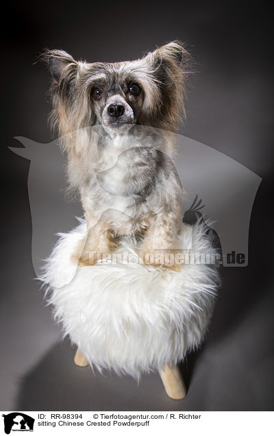 sitzender Chinesischer Schopfhund Powderpuff / sitting Chinese Crested Powderpuff / RR-98394
