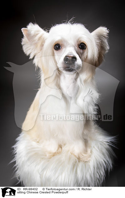sitzender Chinesischer Schopfhund Powderpuff / sitting Chinese Crested Powderpuff / RR-98402