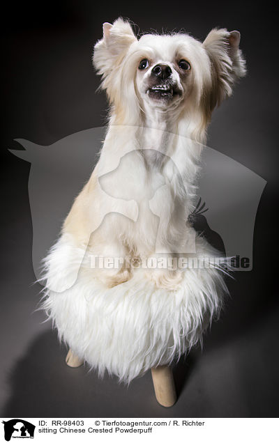 sitting Chinese Crested Powderpuff / RR-98403