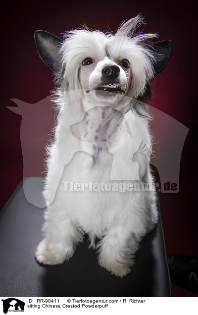 sitzender Chinesischer Schopfhund Powderpuff / sitting Chinese Crested Powderpuff / RR-98411