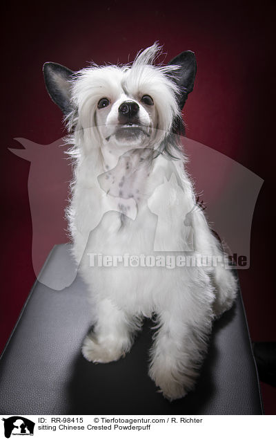 sitzender Chinesischer Schopfhund Powderpuff / sitting Chinese Crested Powderpuff / RR-98415