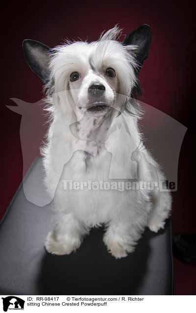 sitzender Chinesischer Schopfhund Powderpuff / sitting Chinese Crested Powderpuff / RR-98417