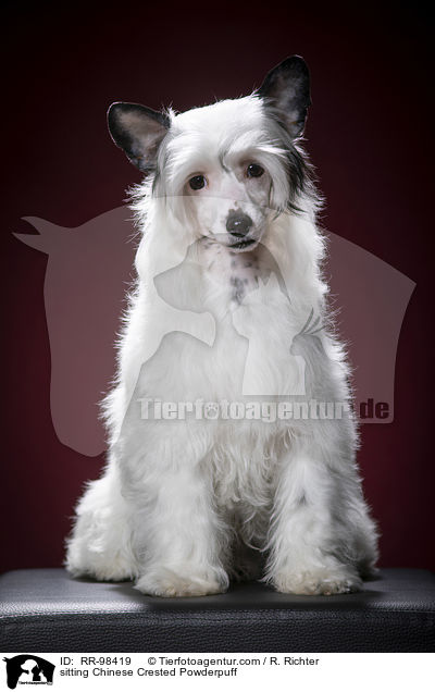 sitzender Chinesischer Schopfhund Powderpuff / sitting Chinese Crested Powderpuff / RR-98419