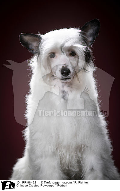 Chinesischer Schopfhund Powderpuff Portrait / Chinese Crested Powderpuff Portrait / RR-98422