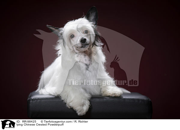 liegender Chinesischer Schopfhund Powderpuff / lying Chinese Crested Powderpuff / RR-98425