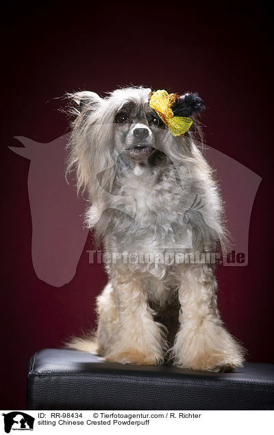 sitzender Chinesischer Schopfhund Powderpuff / sitting Chinese Crested Powderpuff / RR-98434