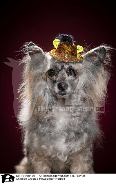 Chinesischer Schopfhund Powderpuff Portrait / Chinese Crested Powderpuff Portrait / RR-98439
