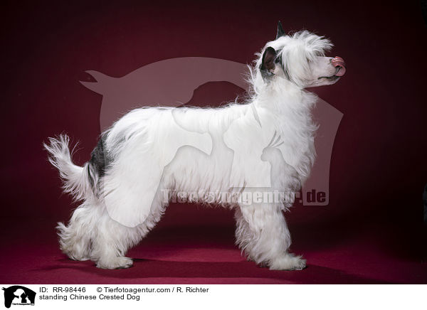 stehender Chinesischer Schopfhund / standing Chinese Crested Dog / RR-98446