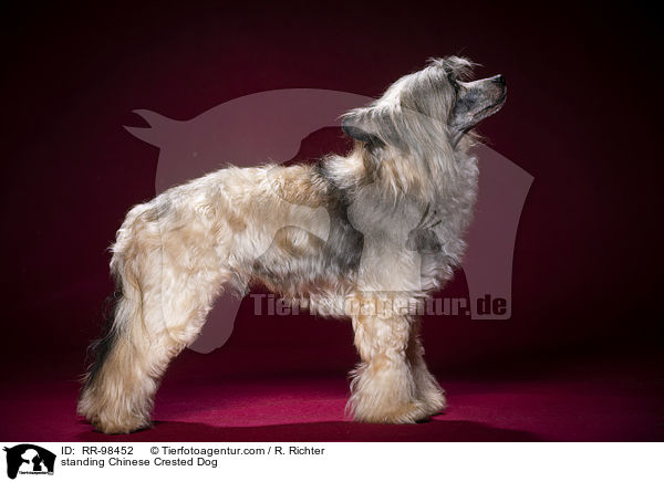 standing Chinese Crested Dog / RR-98452