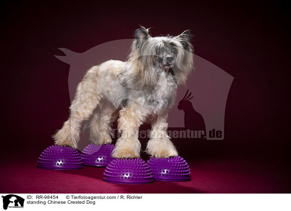 standing Chinese Crested Dog / RR-98454