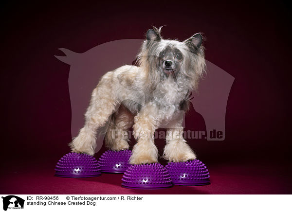 stehender Chinesischer Schopfhund / standing Chinese Crested Dog / RR-98456