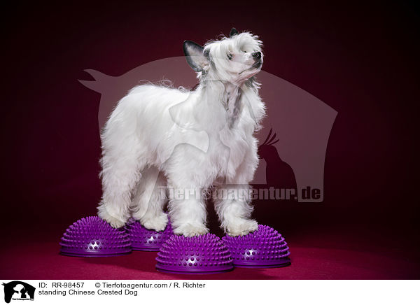 standing Chinese Crested Dog / RR-98457