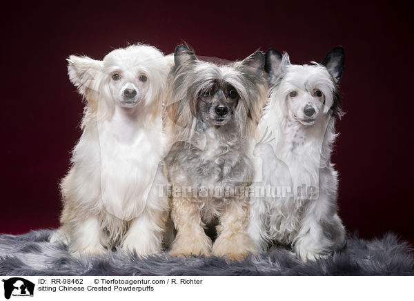 sitzende Chinesische Schopfhunde Powderpuff / sitting Chinese Crested Powderpuffs / RR-98462