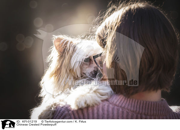 Chinese Crested Powderpuff / Chinese Crested Powderpuff / KFI-01219