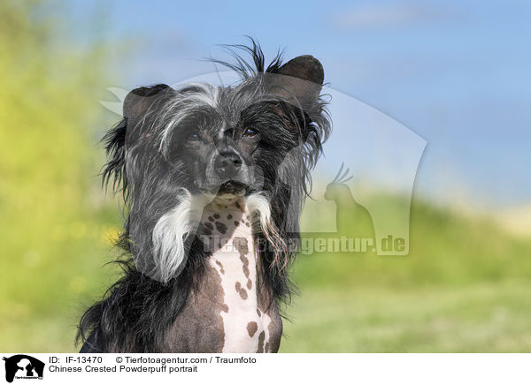 Chinese Crested Powderpuff Portrait / Chinese Crested Powderpuff portrait / IF-13470
