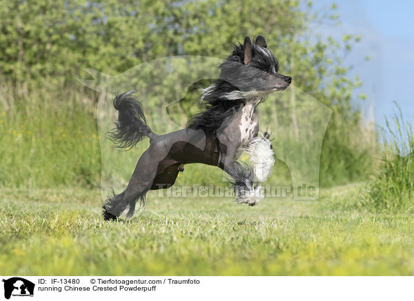 rennender Chinese Crested Powderpuff / running Chinese Crested Powderpuff / IF-13480