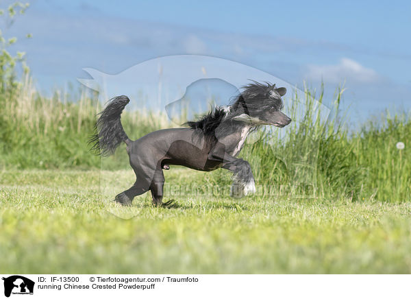 rennender Chinese Crested Powderpuff / running Chinese Crested Powderpuff / IF-13500