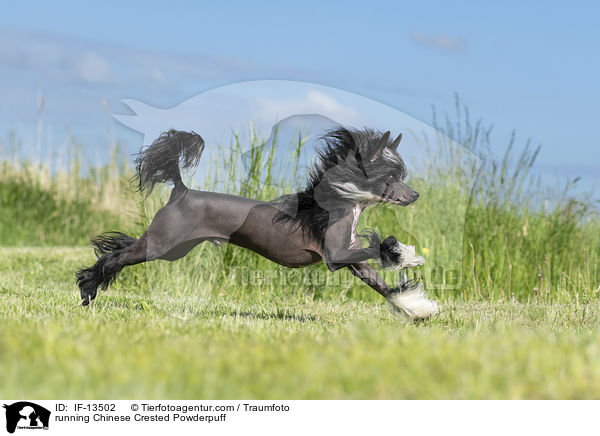 rennender Chinese Crested Powderpuff / running Chinese Crested Powderpuff / IF-13502