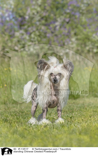 stehender Chinese Crested Powderpuff / standing Chinese Crested Powderpuff / IF-13517