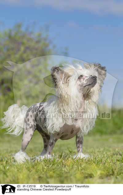 standing Chinese Crested Powderpuff / IF-13519