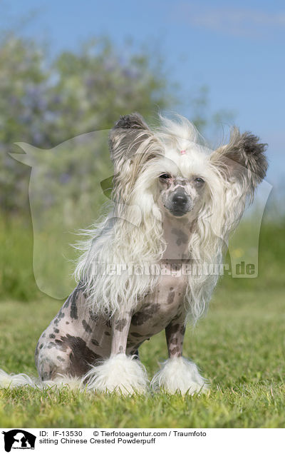 sitzender Chinese Crested Powderpuff / sitting Chinese Crested Powderpuff / IF-13530