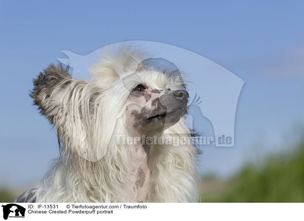 Chinese Crested Powderpuff Portrait / Chinese Crested Powderpuff portrait / IF-13531