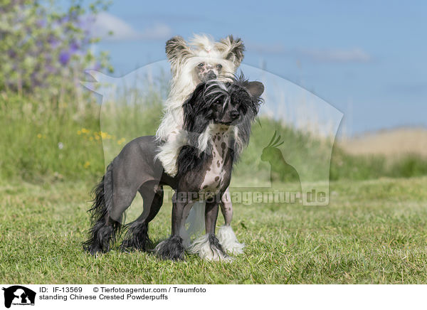 stehende Chinese Crested Powderpuffs / standing Chinese Crested Powderpuffs / IF-13569